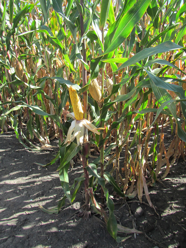 Corn F2F1G-011 Treated