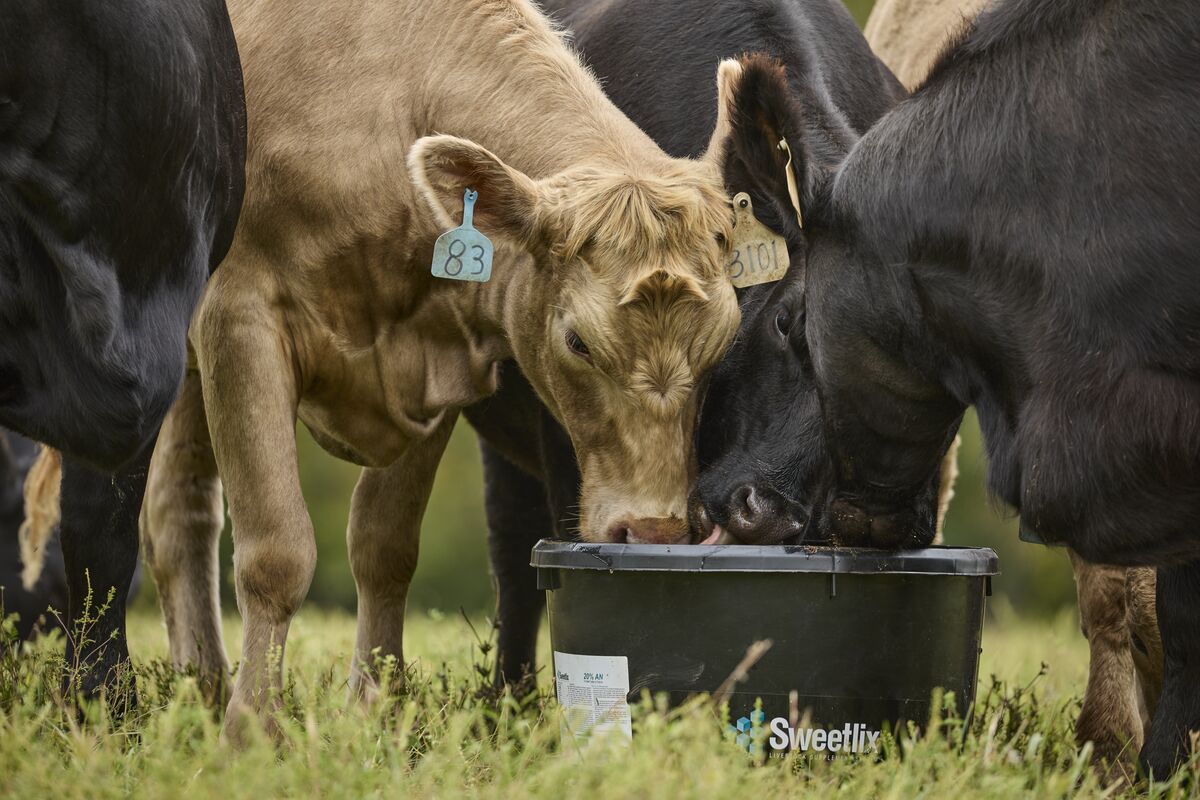 SWEETLIX TUB - CATTLE