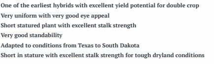 Sorghum W 5501 S+I Treated