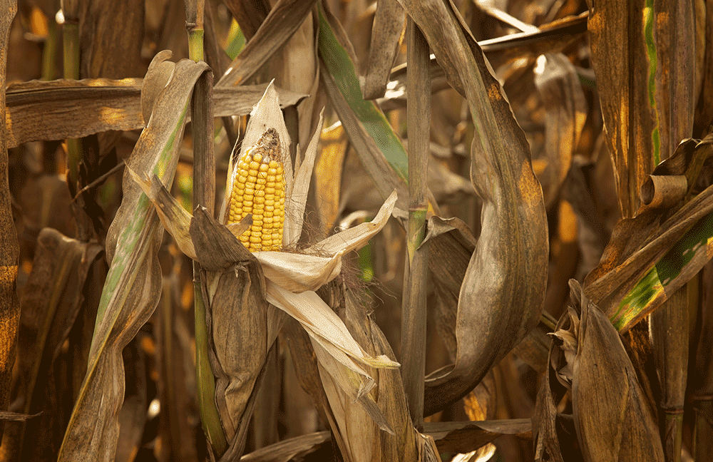 When to Harvest Corn Based on Grain Moisture