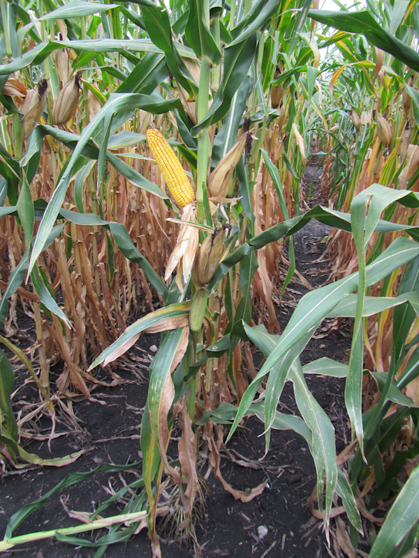 Corn F2F1C-021 Treated