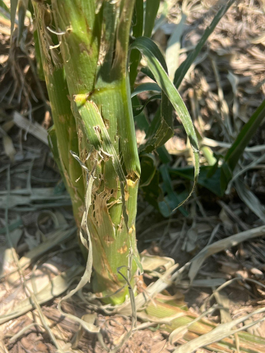 Assessing Hail Damage in Corn (5)