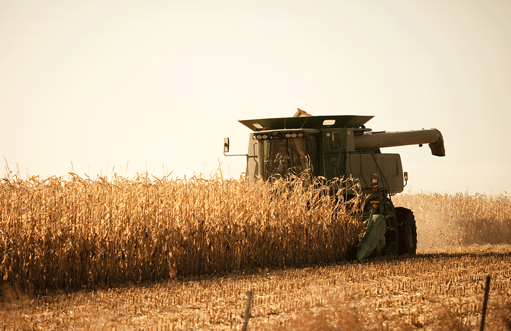 How Fast Are You Harvesting Corn?