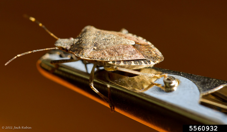 Brown Marmorated Stink Bug