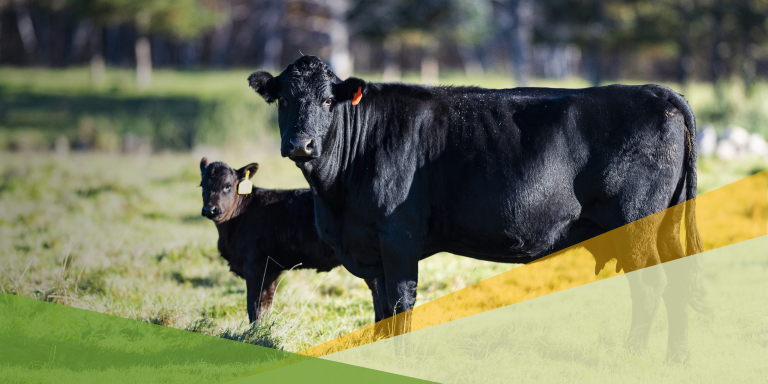 Benefits of Liquid Feed Supplement for Beef Cattle | FBN