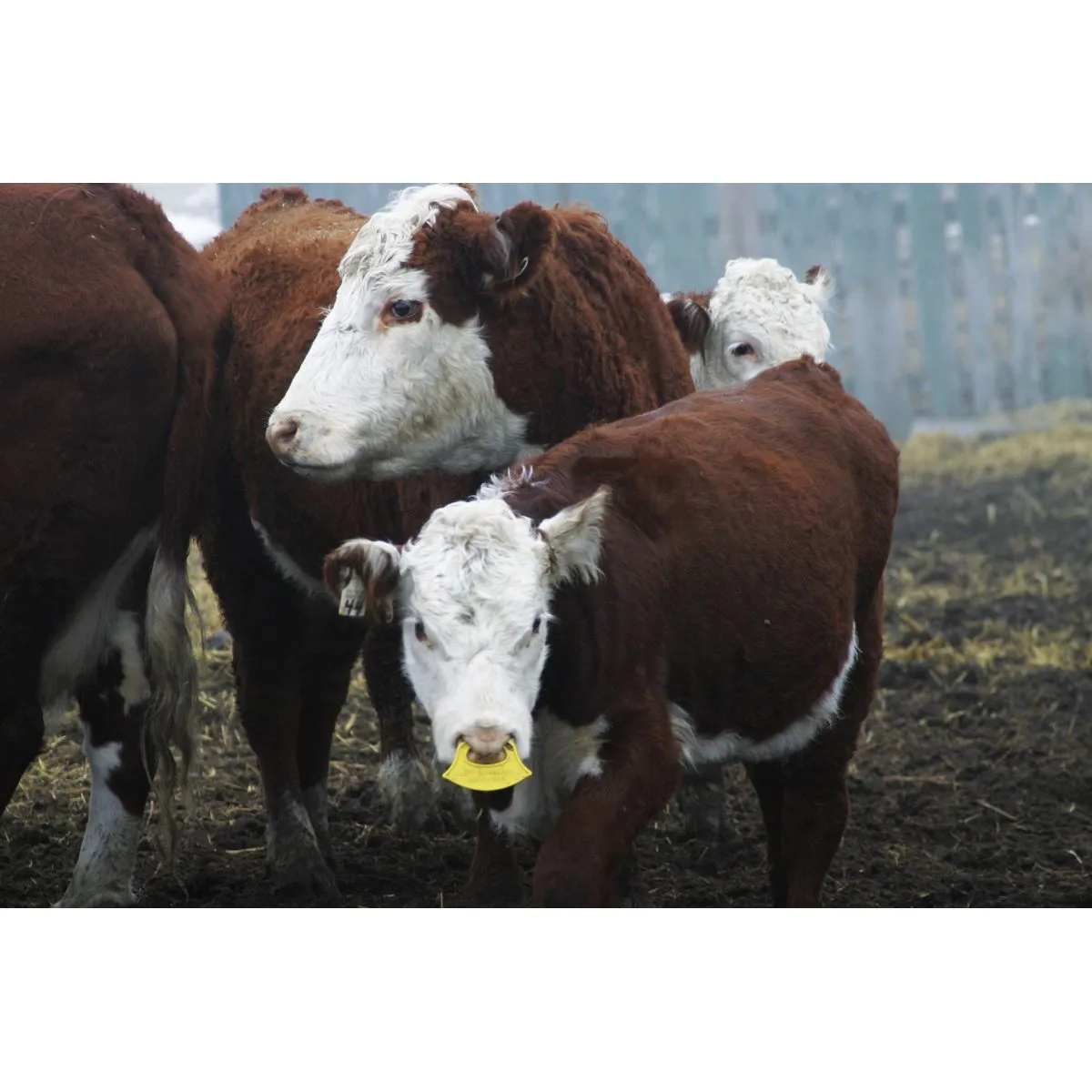 Nasco QuietWean Calf Weaner 2