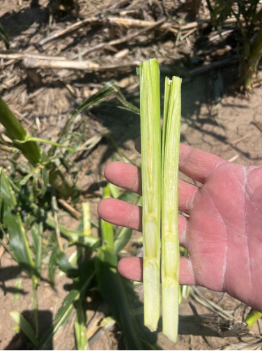 Assessing Hail Damage in Corn (10)