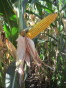 Corn F2F1C-030 Untreated