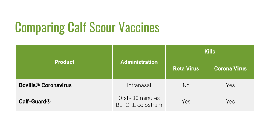 Newborn Calf Respiratory Diseases and Calf Scours: Causes and