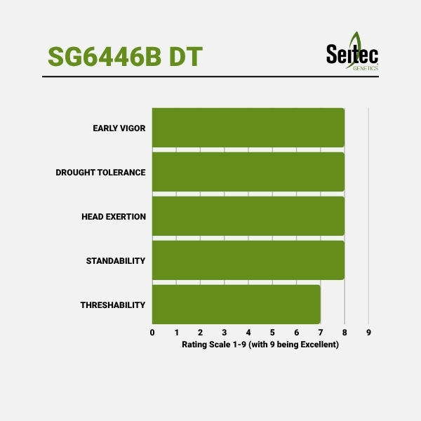 SG6446B DT - Chart