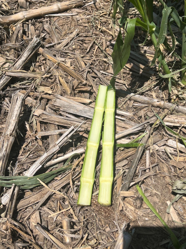 Assessing Hail Damage in Corn (9)