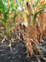 Corn F2F1C-121 Treated