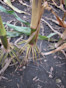 Corn F2F1C-021 Treated