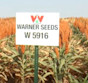 Sorghum W 5916 STD Treated