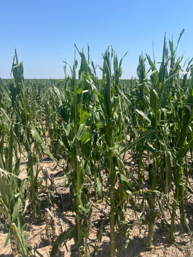 Assessing Hail Damage in Corn (3)