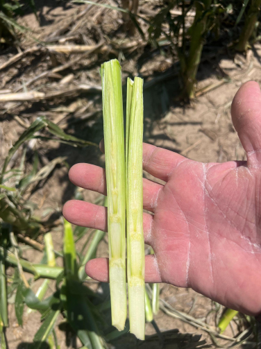 Assessing Hail Damage in Corn (11)