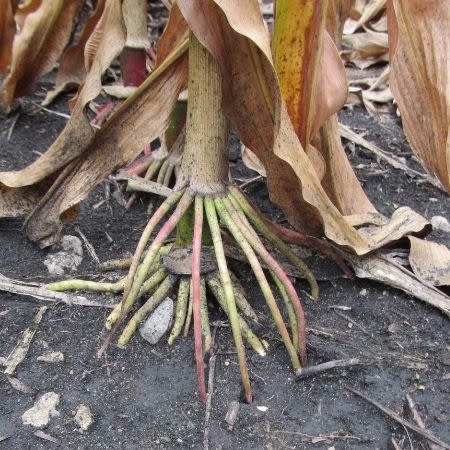 Corn F2F1G-060 Treated