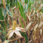 Corn F2F1C-980 Treated