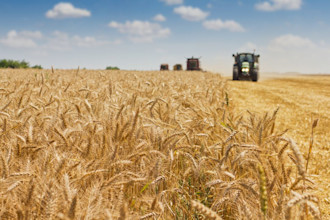 Closeup photo of wheat in a wheat field mid harvest with a tractor and a combine in the distance