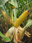 Corn F2F1C-111 Treated