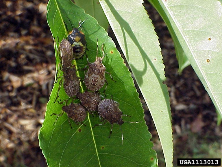 BMSB - Stink Bug