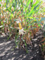 Corn F2F1G-011 Treated