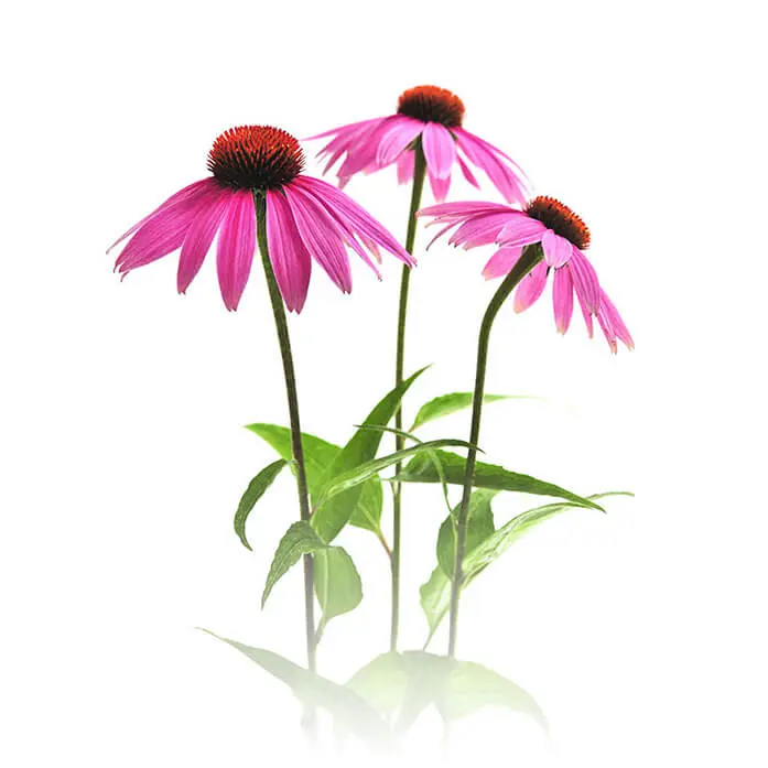 Ingredient - Echinacea