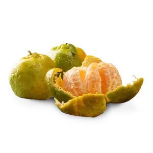 Ponkan Unripe Fruit