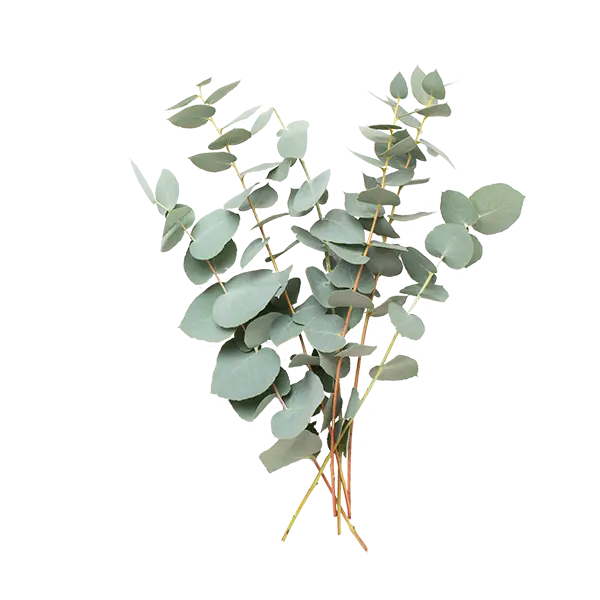 Ingredient - Eucalyptus