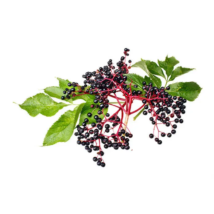 Ingredient - Elderberry