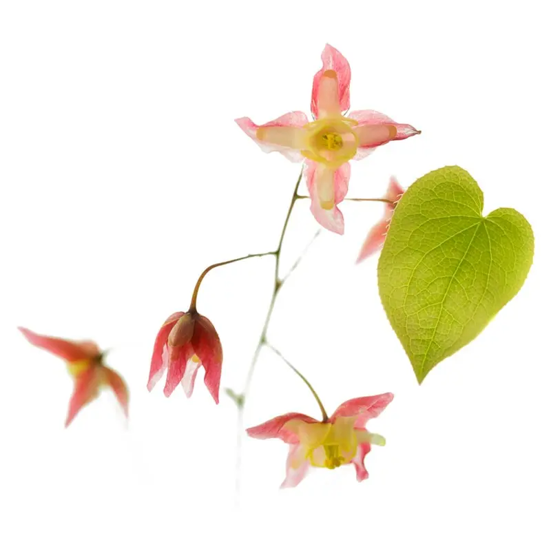 Ingredient - Epimedium