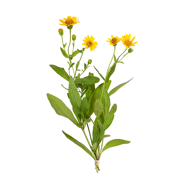 Ingredient - Arnica Montana