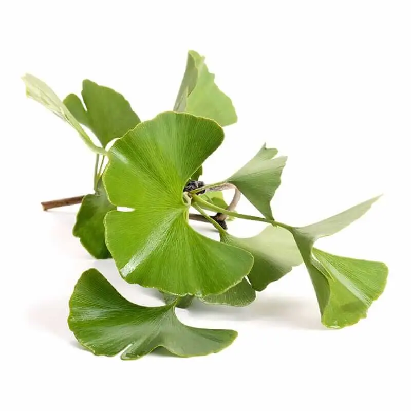 Ingredient - Ginkgo Biloba