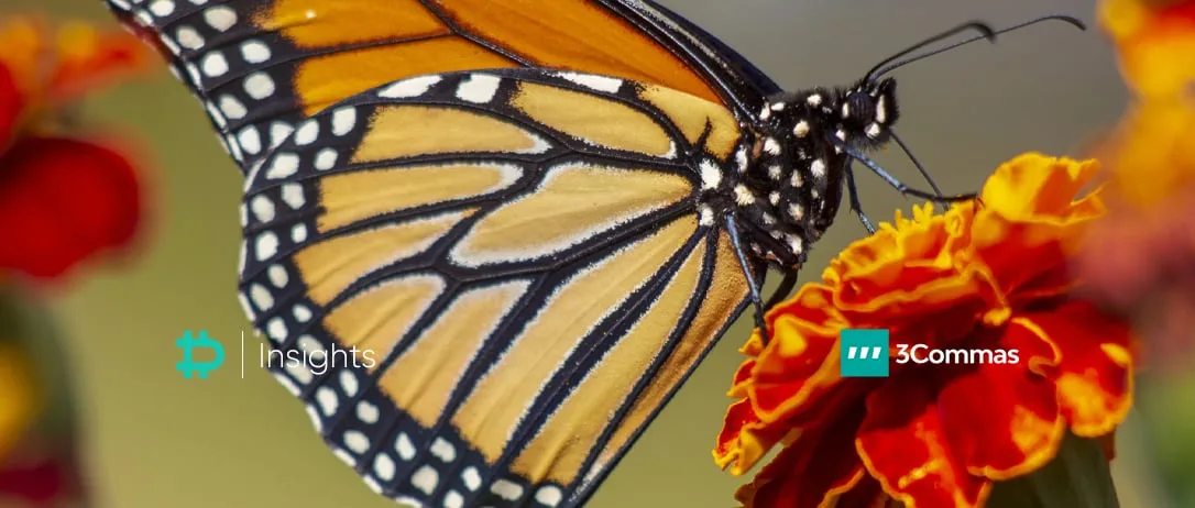“Butterfly” Options Trading Strategy