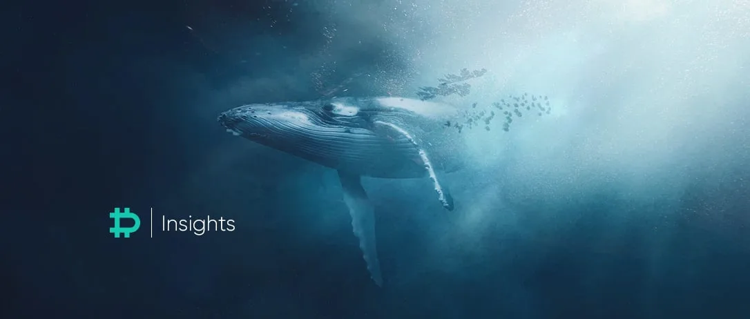 When are the whales awake?