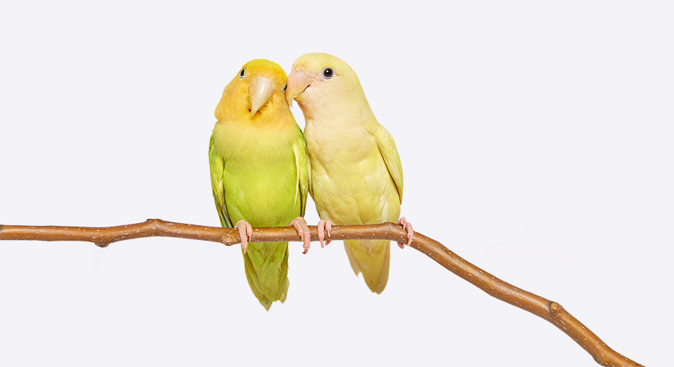 Lovebirds
