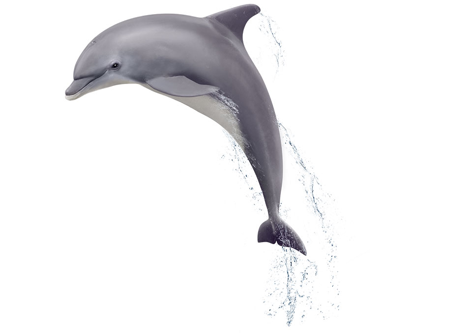 Dophin