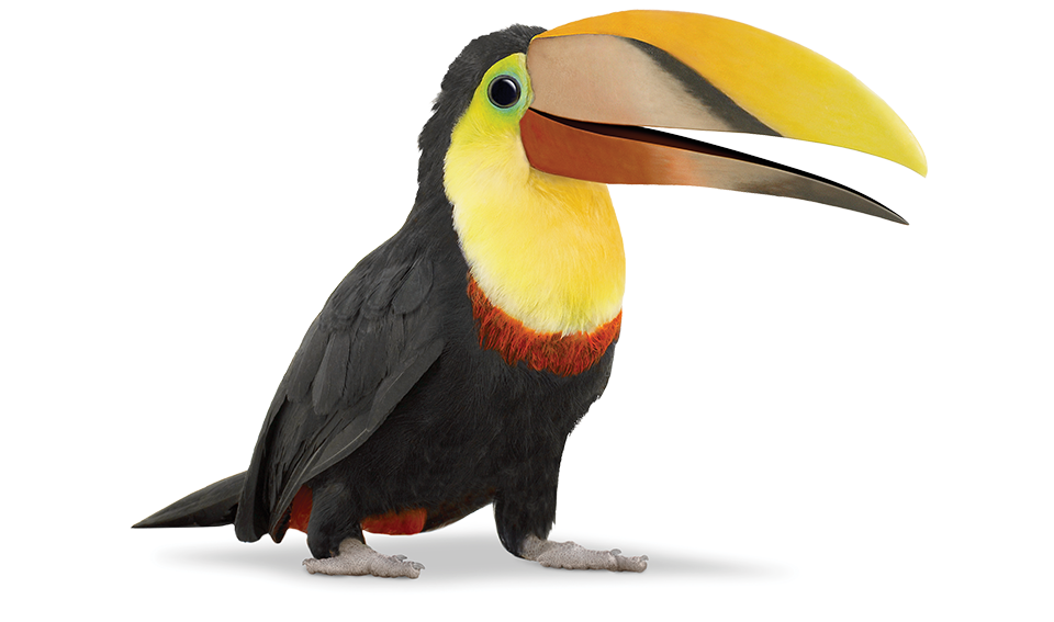 Tucan