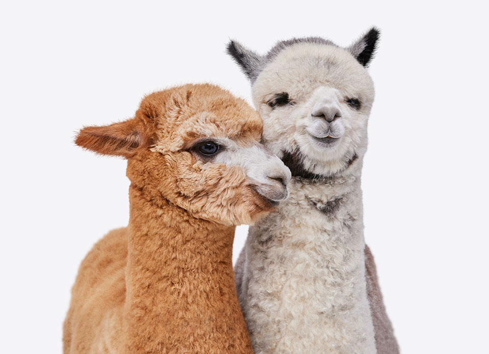 Llamas