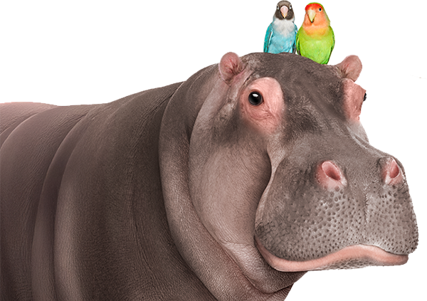 Hippo and Love Birds