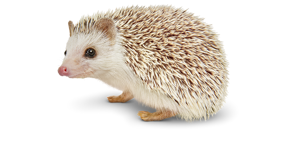Hedgehog