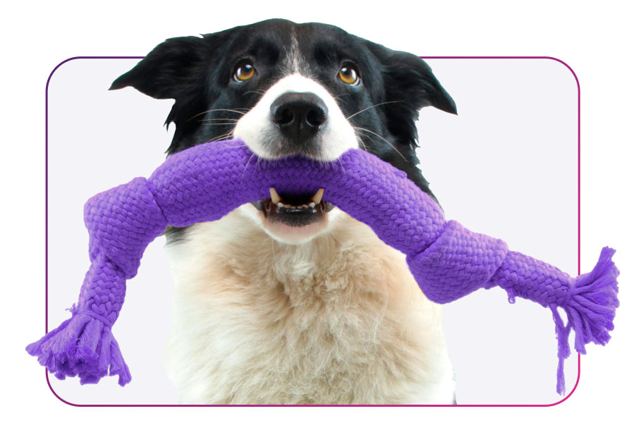 Dog with purple rope toy