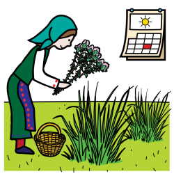 picking herbs