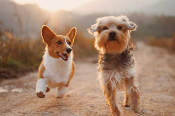Healthy Dogs Running