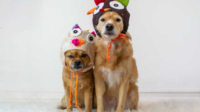 Dogs wearing thanksgiving hat