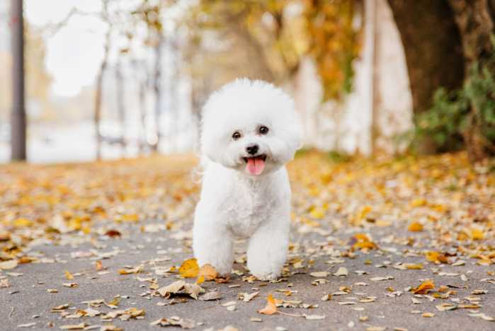 Best Dog Food for Bichon Frise | Preview Image