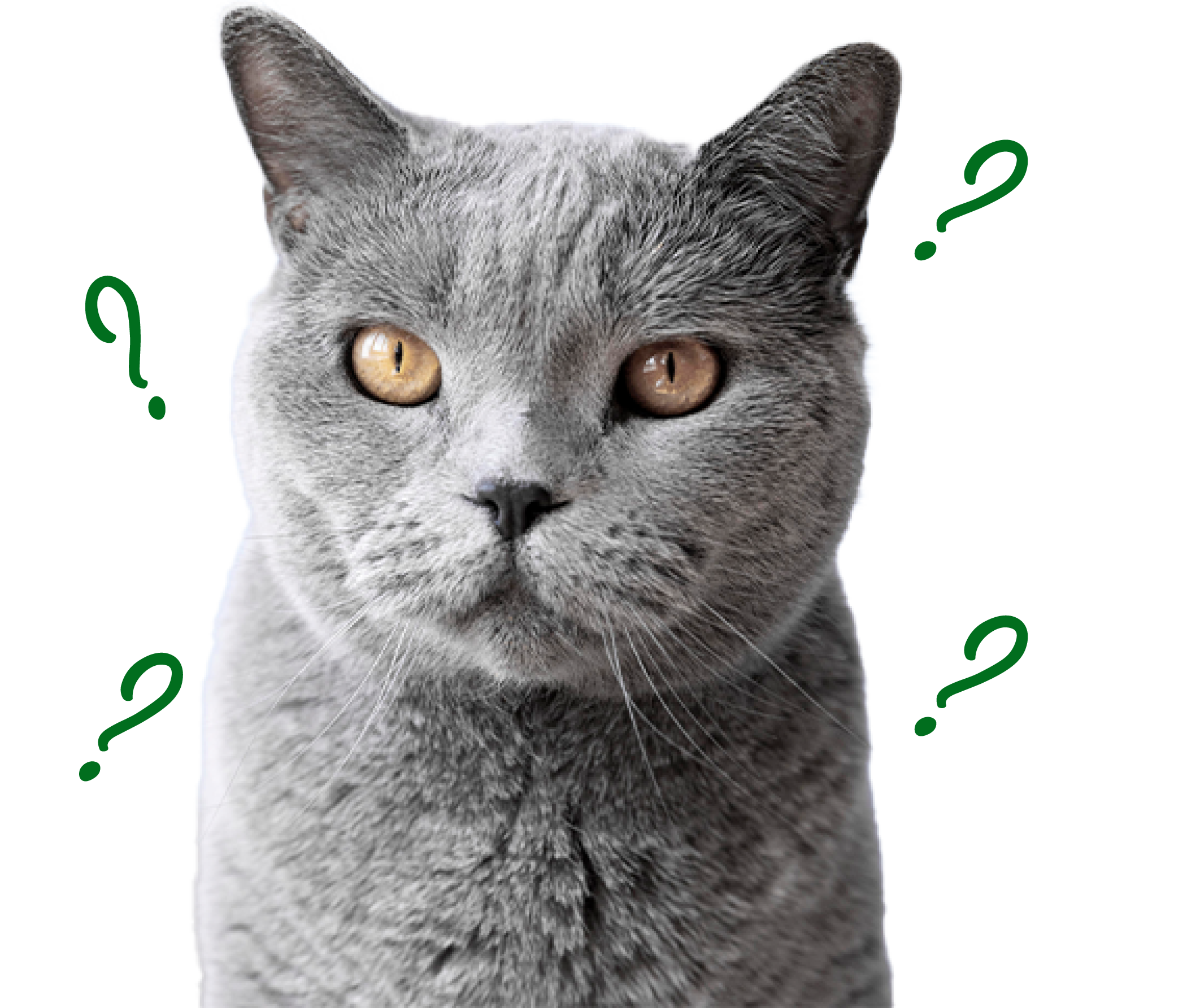 close up of grey cat with golden eyes surrounded by 4 green imaginary question marks