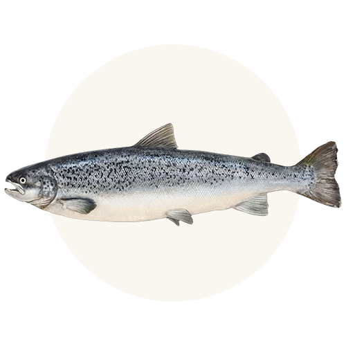 Wild-Caught Pacific Salmon