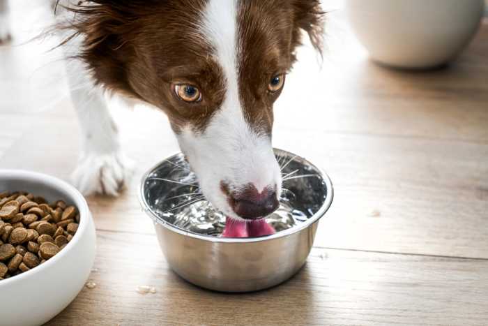 Dog border collie drink clear flat water from steel bowl. Detail drinking water.