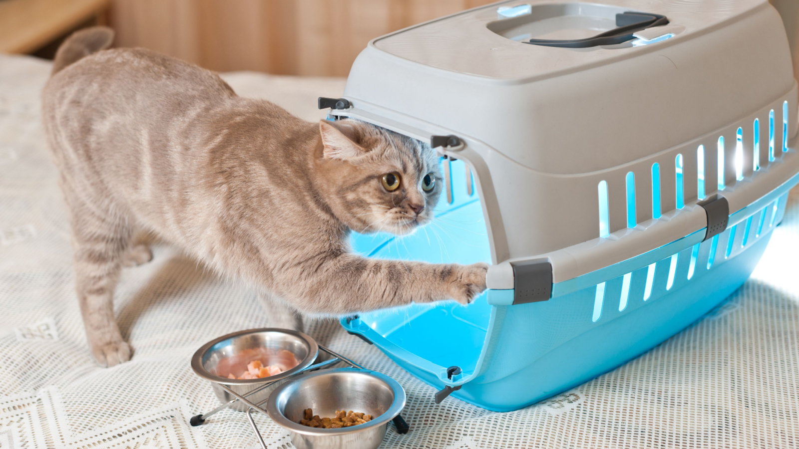 Crate training cat outlet litter box